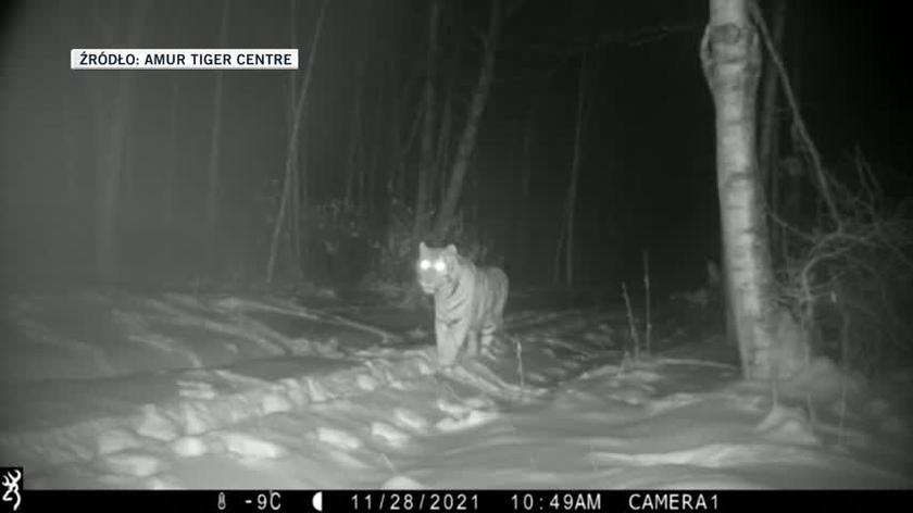 Tygrysica syberyjska z młodymi uchwycona przez fotopułapkę