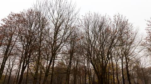 Prognoza temperatury na kolejne dni