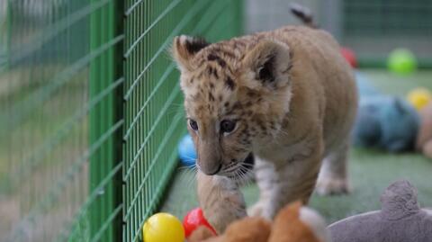 W rumuńskim zoo na świat przyszedł legrys 