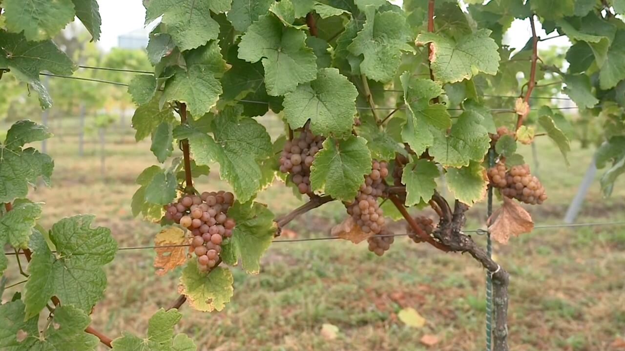 Winobranie w Zielonej Górze. W mieście czeka masa atrakcji