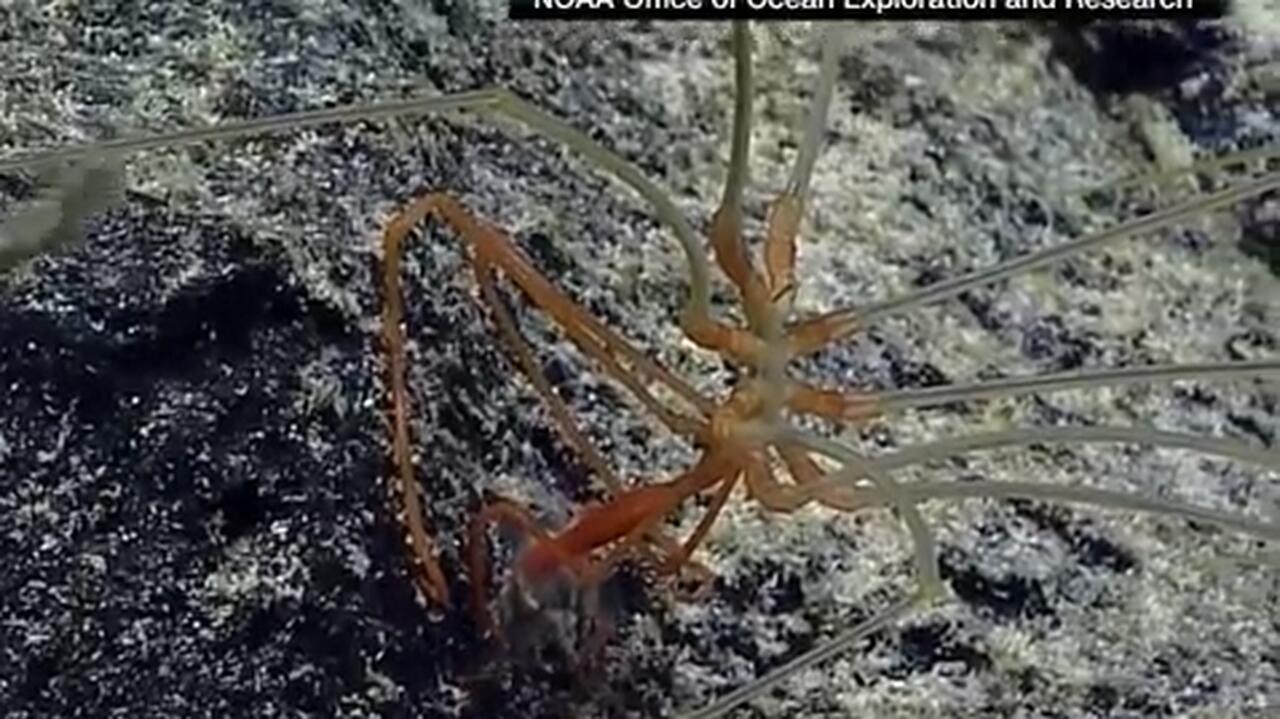 Odkryto pająki, które zjadają gaz cieplarniany