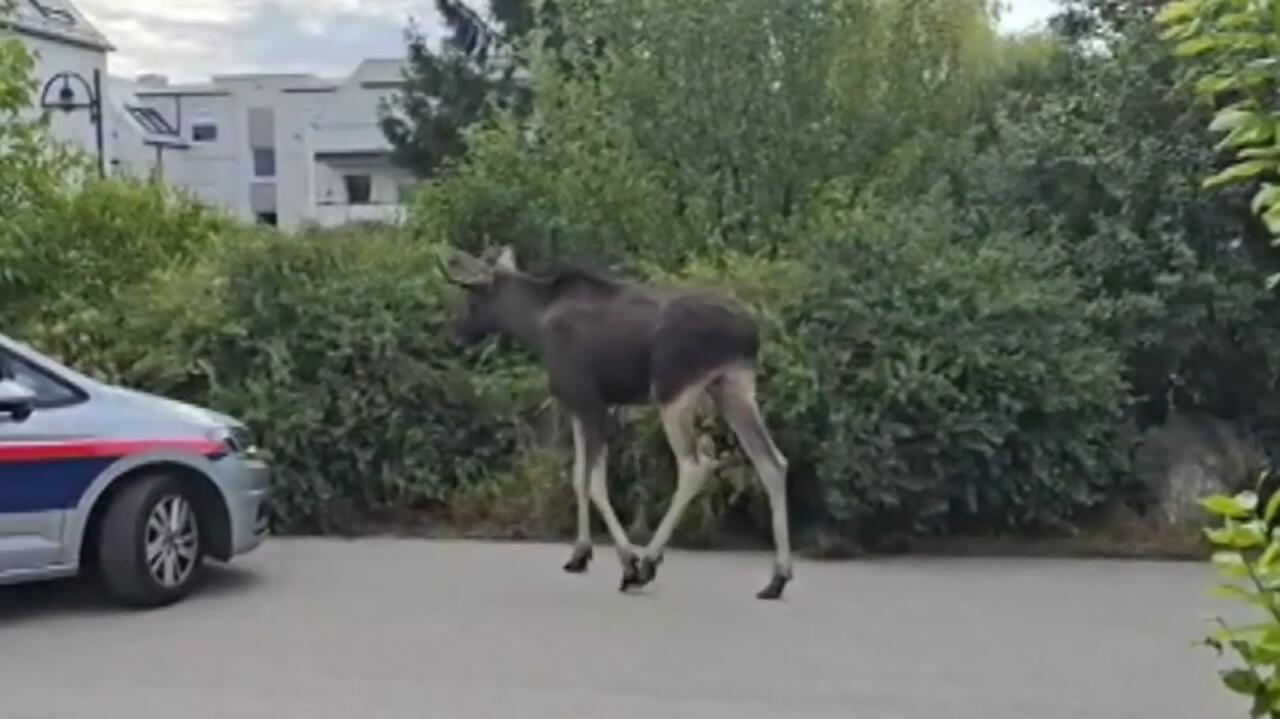Wędrował przez kolejne kraje. Łoś Emil zatrzymany