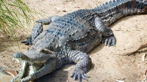 Australijski krokodyl słodkowodny