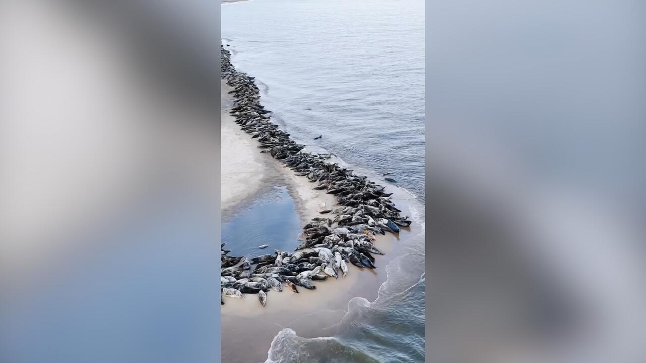 Foczy relaks nad Bałtykiem. 800 zwierząt na jednym nagraniu