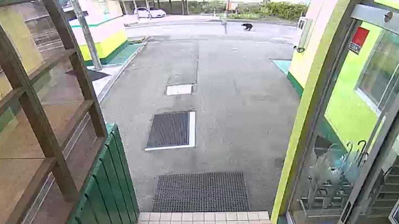 Kobieta została zaatakowana przez niedźwiedzia w trakcie spaceru