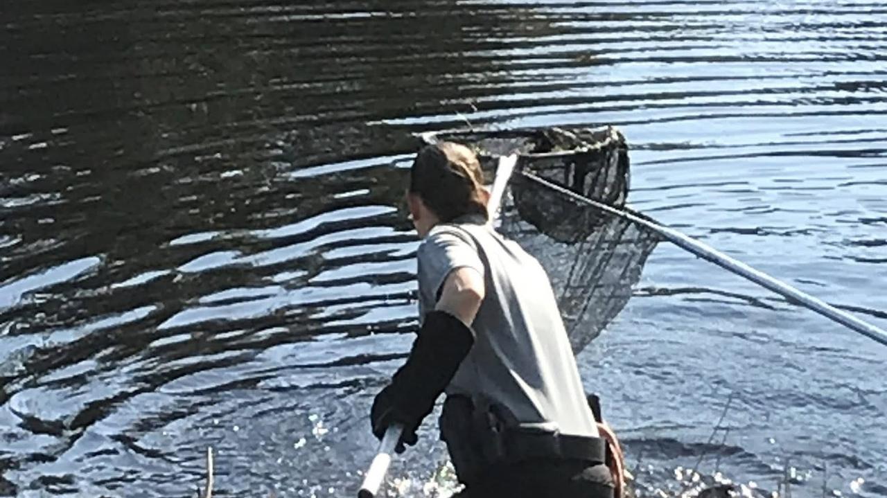 Bielik wpadł do kanału z aligatorami na Florydzie