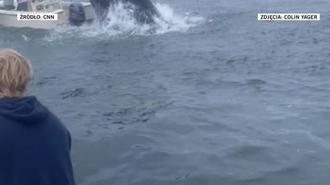 Wieloryb wywrócił łódkę z ludźmi 