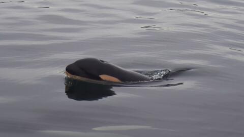 Orka J35 ponownie straciła dziecko