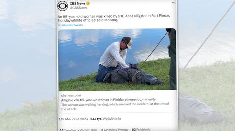 Aligator znaleziony w żołądku pytona na Florydzie