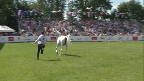 Anna Dec rozmawia z Aliną Sobieszak, pasjonatką koni arabskich