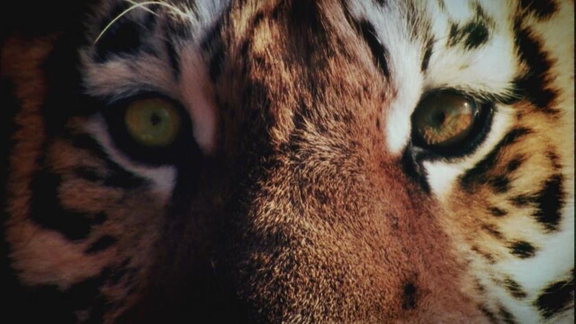 Ziemia tygrysów - oglądaj w Discovery Channel