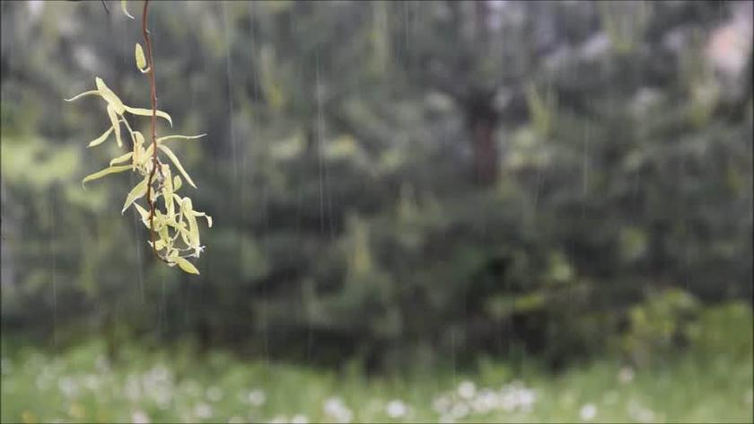Deszczowy wtorek w ogrodzie, 26.05.2015r.