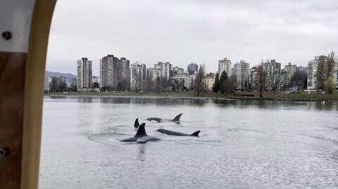 Grupa orek pojawiła się u wybrzeży Vancouver