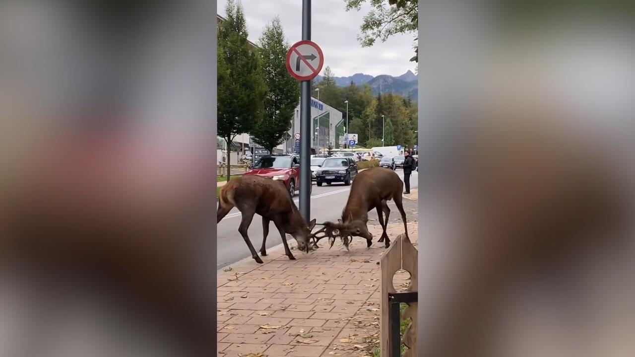 Hirschkampf im Zentrum von Zakopane. Naturforscher: abstrakte Situation – Video