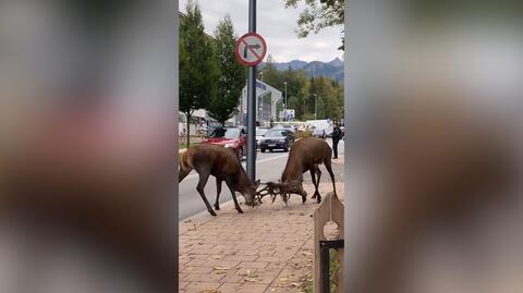 Walka jeleni w centrum Zakopanego