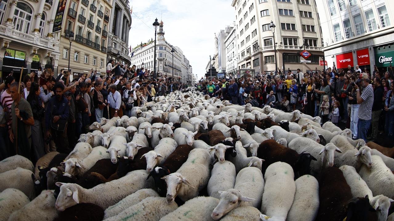 Pomagają w walce z pożarami, raz do roku paradują ulicami Madrytu