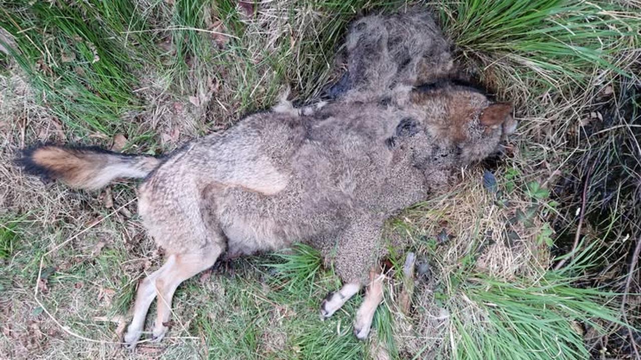 Wilczyca konała w męczarniach. Połknęła woreczek foliowy