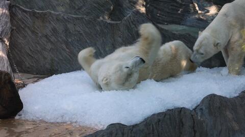 Niedźwiedzie polarne w praskim zoo szukają ucieczki przed upałem