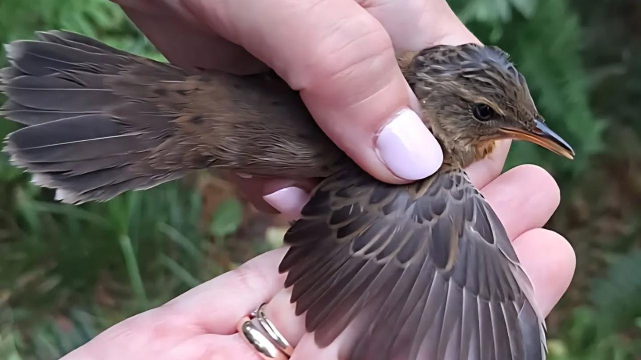 Nie widziano go w Polsce od ponad 30 lat