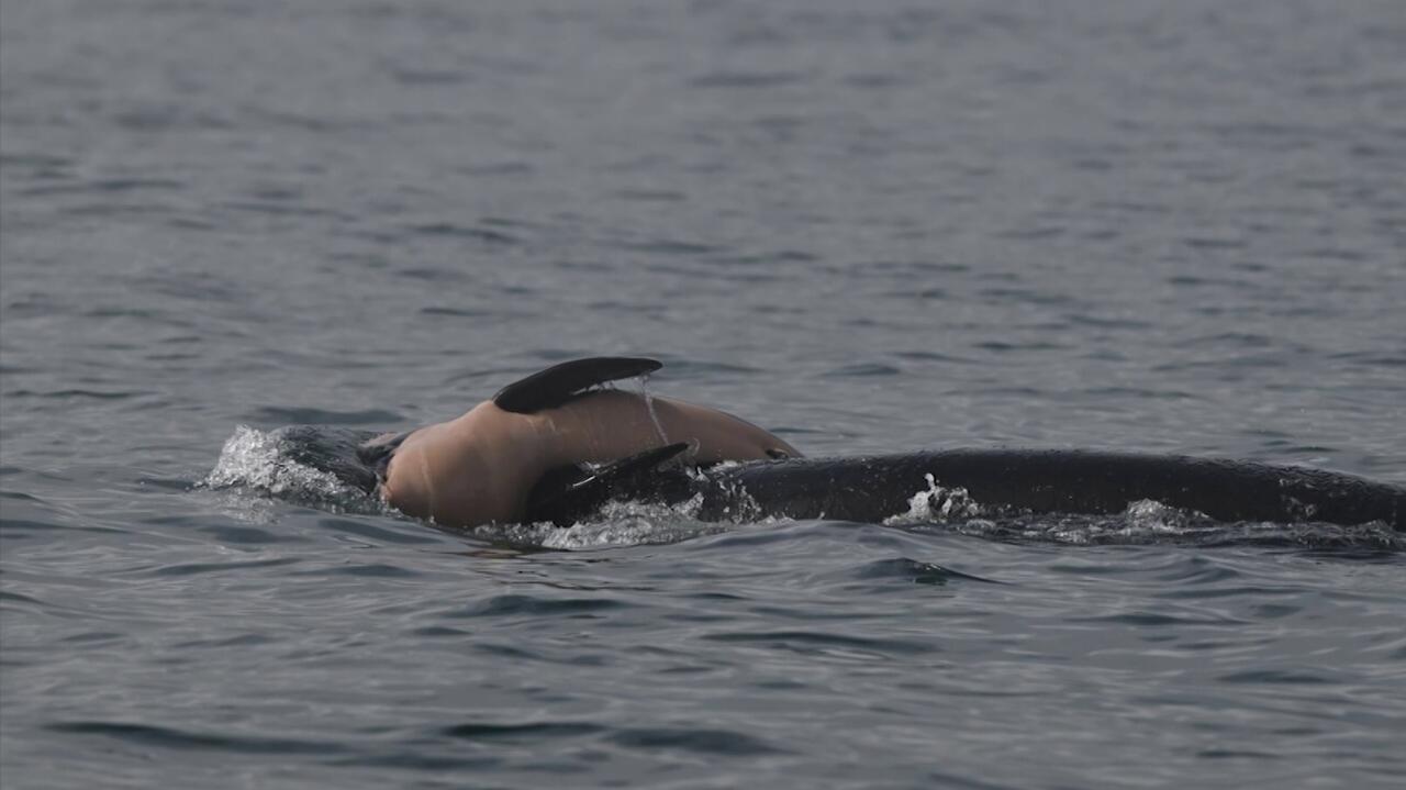Orka płynęła z martwym młodym. Przejmujący widok na morzu