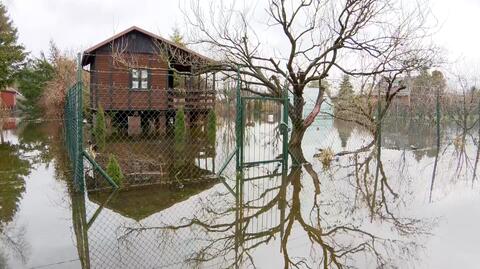 Narew zalała ogródki działkowe