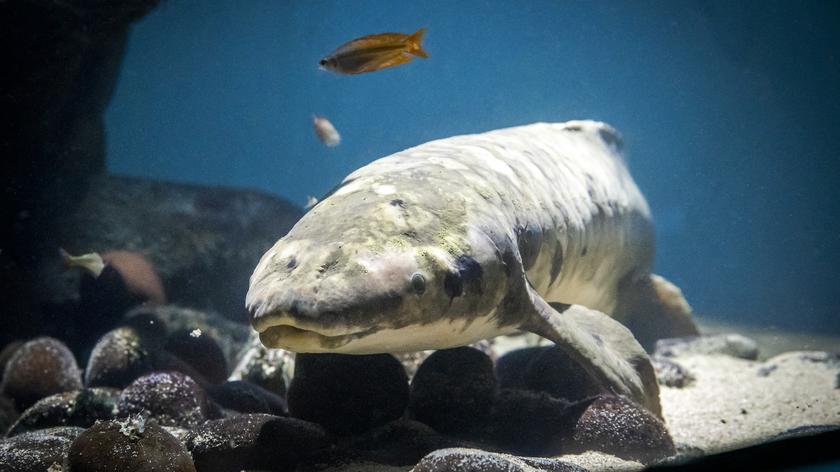 Ryba Matuzalem w akwarium Steinhart