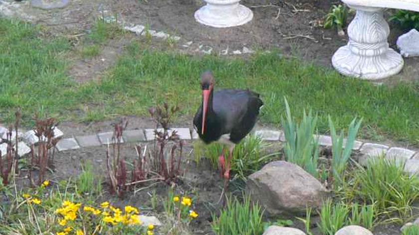 Czarny bocian w przydomowym ogrodzie