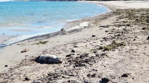 Martwa foka znaleziona na plaży między Ustką a Przewłoką
