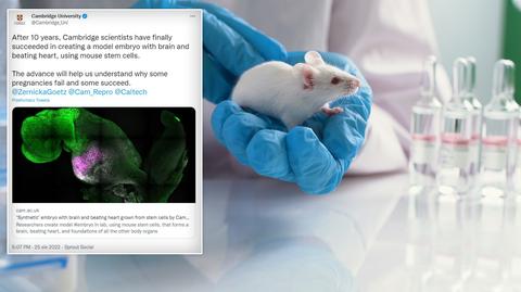 Naukowcy wydłużyli życie myszy o 30 procent (wideo bez dźwięku, fot. Shutterstock)