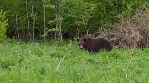 Niedźwiedzica z młodymi w Bieszczadach