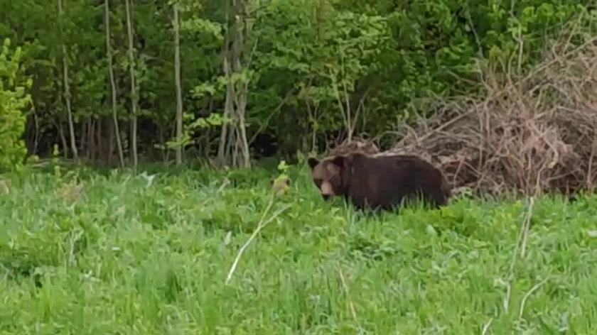 Niedźwiedzica z młodymi w Bieszczadach