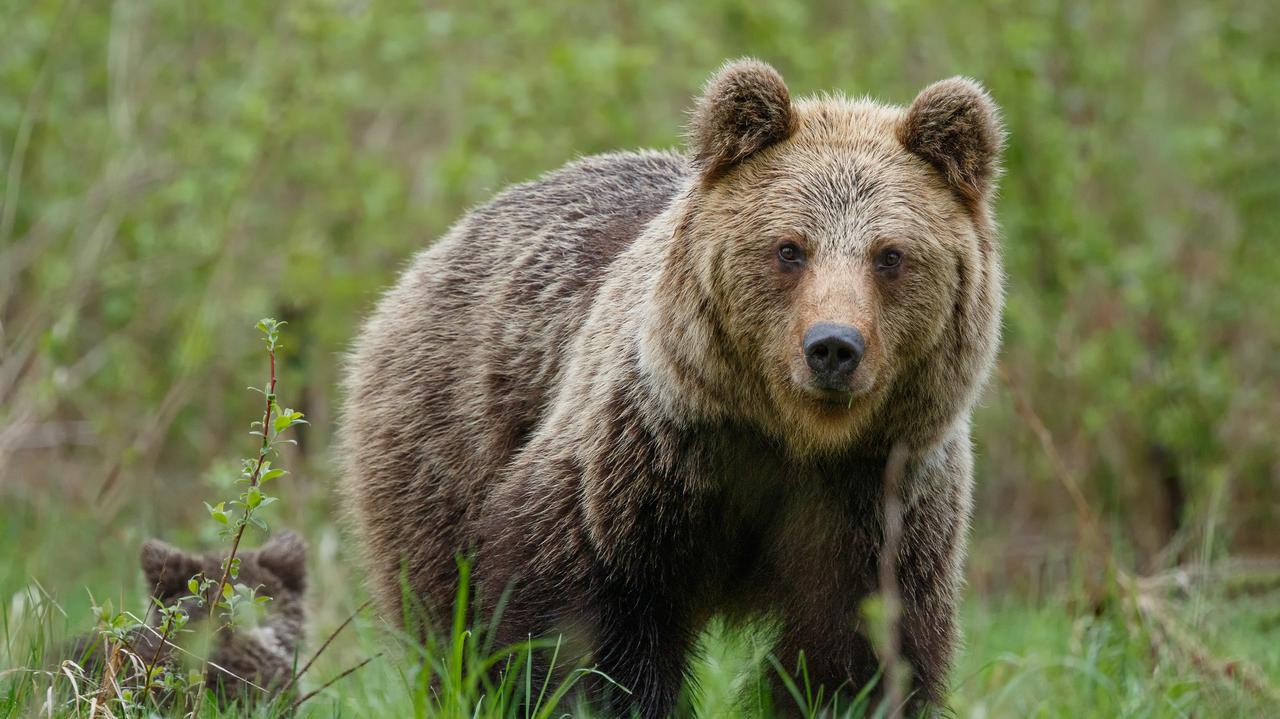 Szlak w Tatrach zamknięty przez niedźwiedzią rodzinę