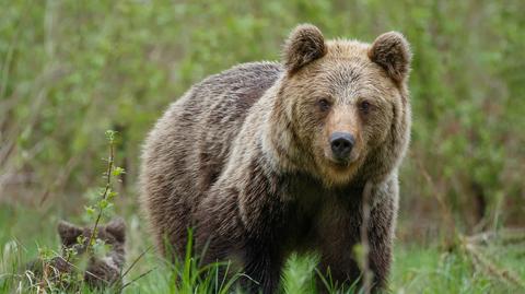 Matki z niedźwiadkami wychodzą z gawr - tłumaczy Marcin Strączek Helios z TPN