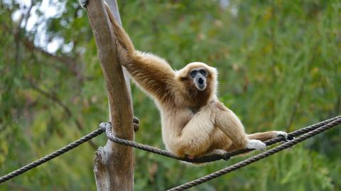 Mały gibon podbija serca odwiedzających wrocławskie zoo