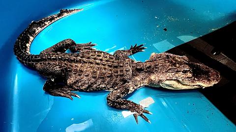 Aligator pływał w przydomowym basenie