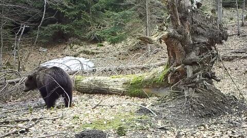 Fotopułapka uchwyciła niedźwiedzia brunatnego 