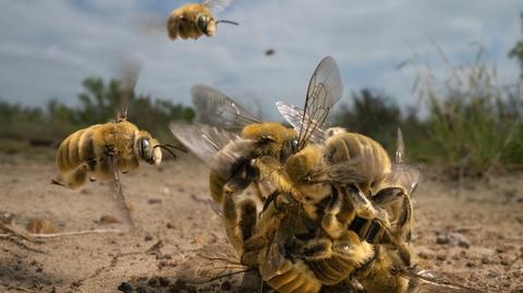 Wybrani laureaci konkursu "Wildlife Photographer of the Year 2022"