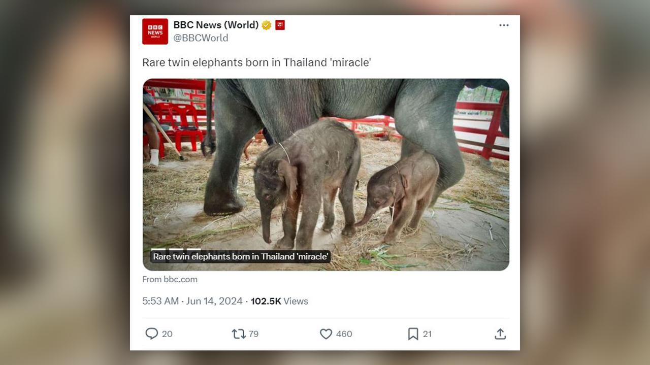 Elephant twins have been born.  “It is a miracle”