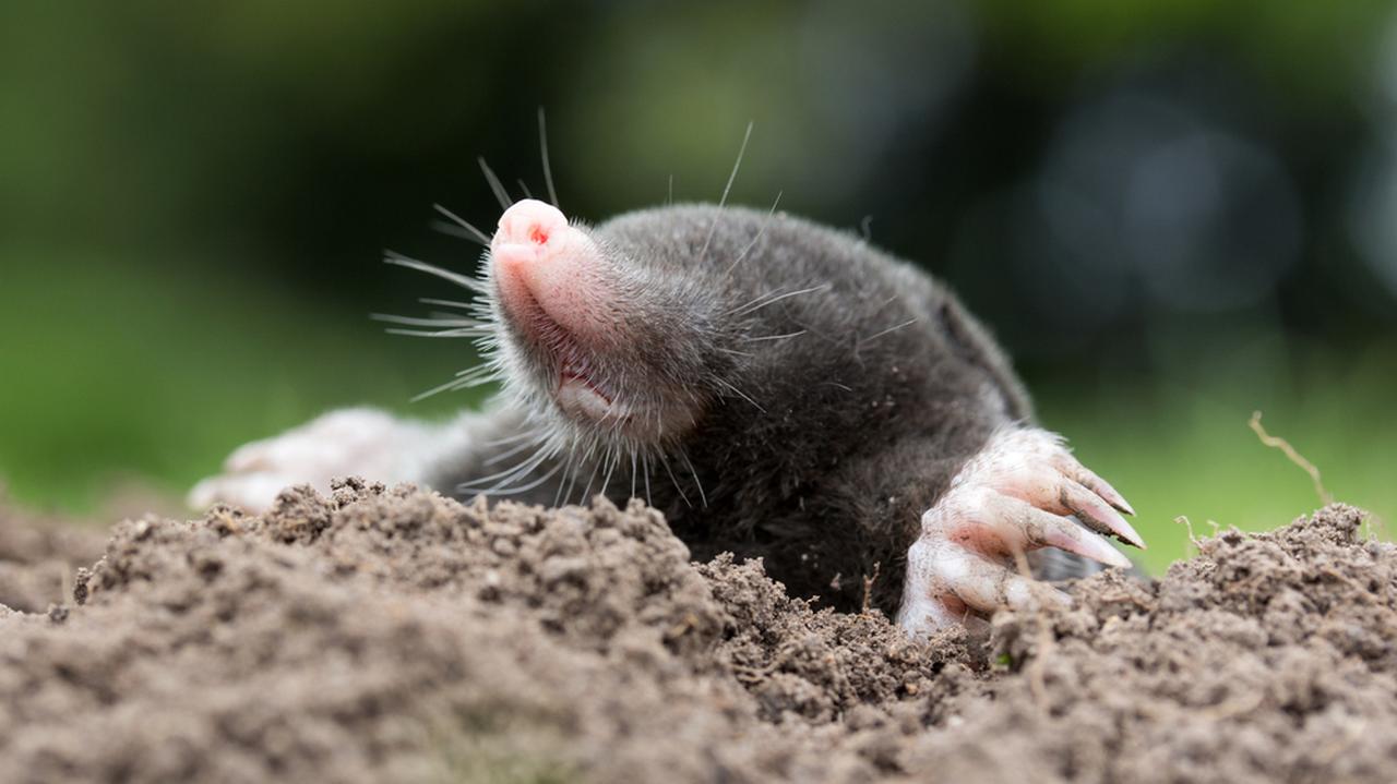 It is rare for new mammals to be discovered.  Up to two types of moles are found in Türkiye