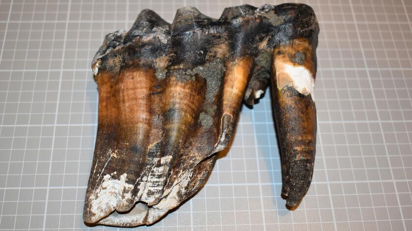 Ząb mastodonta znaleziony na plaży w Kalifornii pod koniec maja