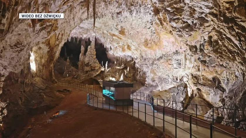 Odmieńce jaskiniowe przyszły na świat w jaskini w Słowenii