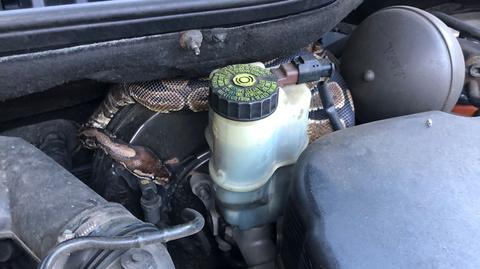 Wąż pod maską samochodu