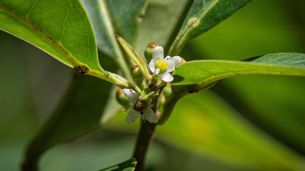 Brazil.  This plant has not been seen for nearly two centuries.  It was found outside the city