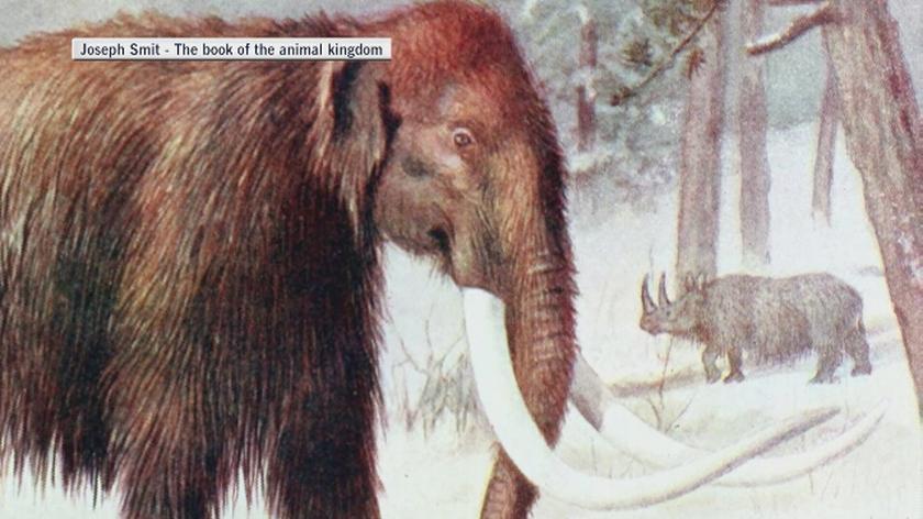 Jak mogły wyglądać niektóre gatunki mamutów