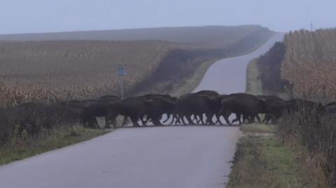 Żubry zauważono w okolicy Krynek (Podlaskie)