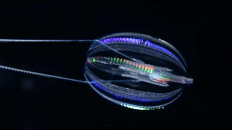 Nowy gatunek meduzy odnaleziony w miejskim parku