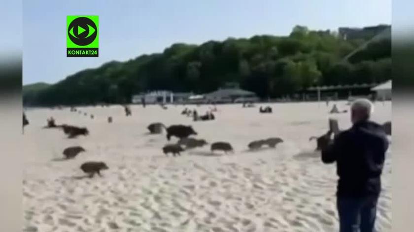 Dziki pojawiły się na plaży w Gdyni