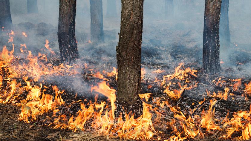 Ekstremalne zagrożenie pożarami w lasach. Relacja reporterki TVN24 z końca maja