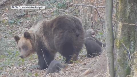 Dwa bawiące się niedźwiadki, obok nich matka