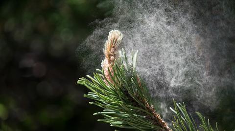 Sezon alergiczny w pełni. Rozmowa dr n. med Iwoną Poziomkowską-Gęsicką